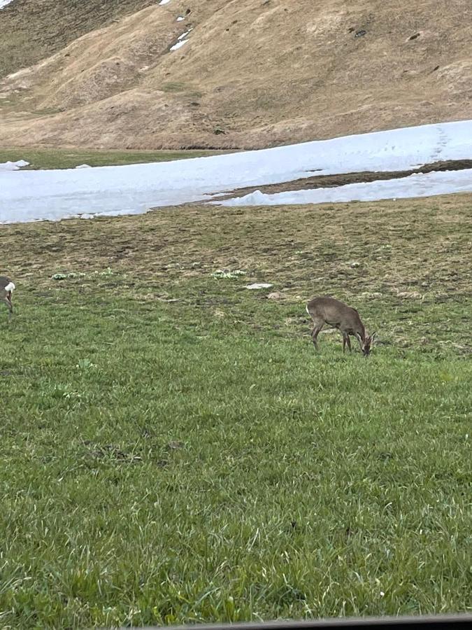 Romantisches Plaetzchen In Der Natur Grindelwald Eksteriør bilde